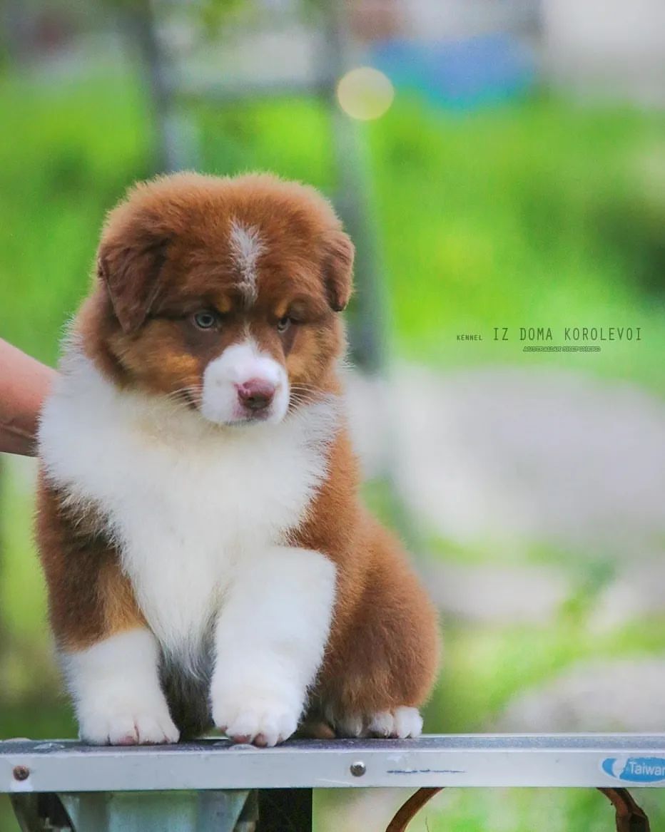 iz_doma_korolevoi_kennel в LOOKY — фото 9