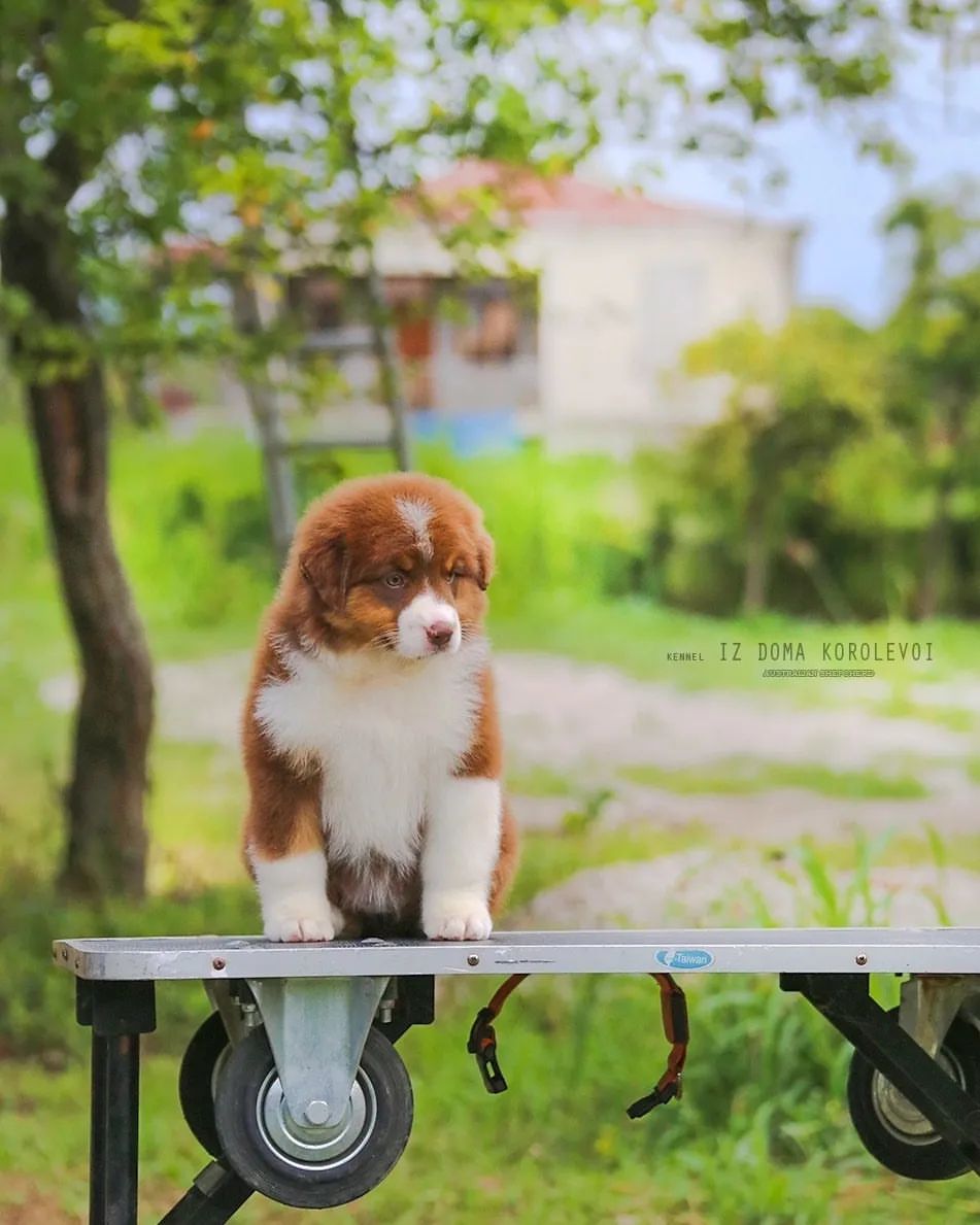 iz_doma_korolevoi_kennel в LOOKY — фото 4