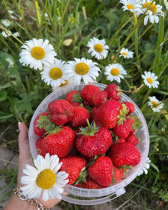 catherine___garden в LOOKY. #мойсад🏡🌳🌲🌳. #мойсад🏡🌳🌲🌳