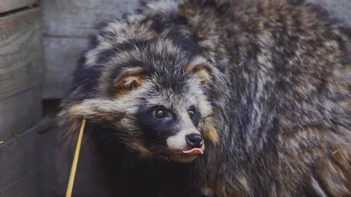 myfoxfamily in LOOKY. #raccoondog. До конца смотрите)))...