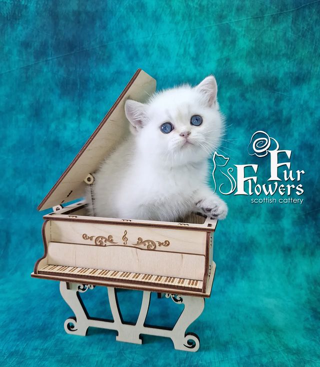 fur_flowers_cats в LOOKY. . Выбрал себе место са...