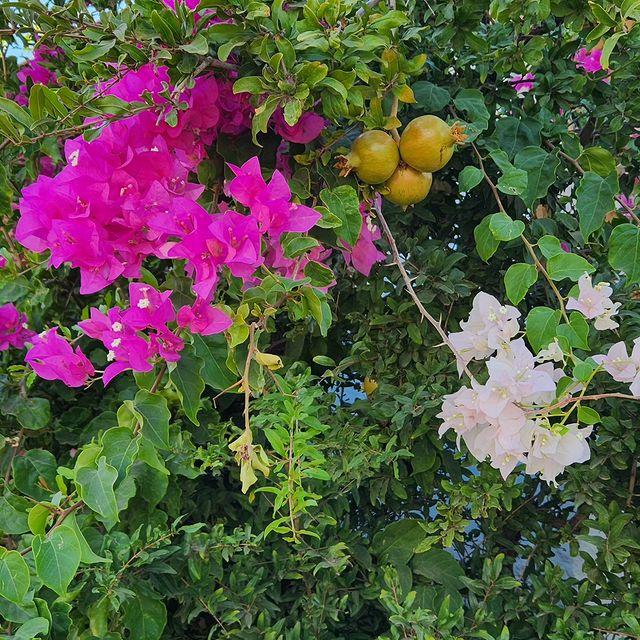 grey.kk в LOOKY. #bugenville,#marmaris. #bugenville #marmari...