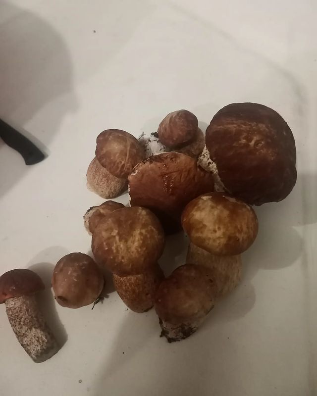 shakolo_lida в LOOKY. . Грибной сезон открыт