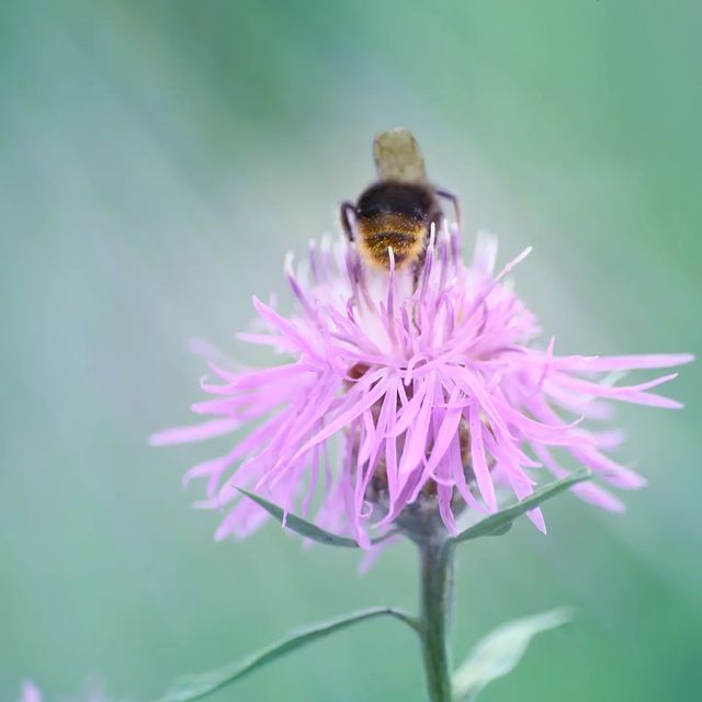 dmitriibilly в LOOKY. #nikonclub,#sigmalens,#macrophoto,#flowers,#macrophotography,#flowersphoto,#nikonz,#nikonclub,#beautynature. #nikonclub #sigmalen...