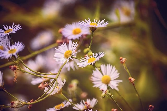 dmitriibilly в LOOKY. #sigmaclub,#nikon_russia,#nikon_photography_,#nikon_z5,#macrophotography,#flowers,#macrolens,#foresrflowers,#manuallens,#nikkorz. #sigmaclub #nikon_ru...