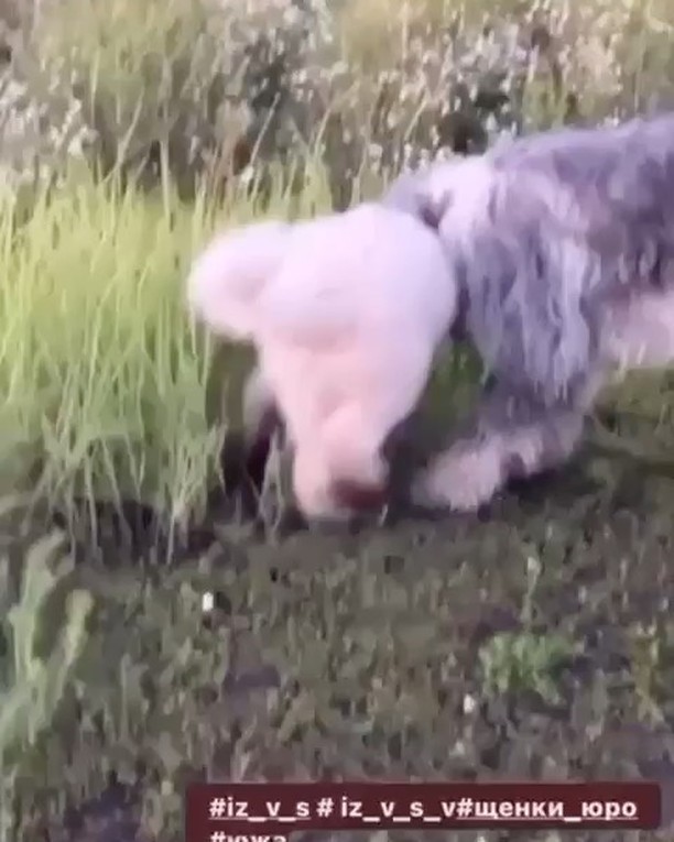 iz_v_s в LOOKY. . Семья южаков. Щенки ...