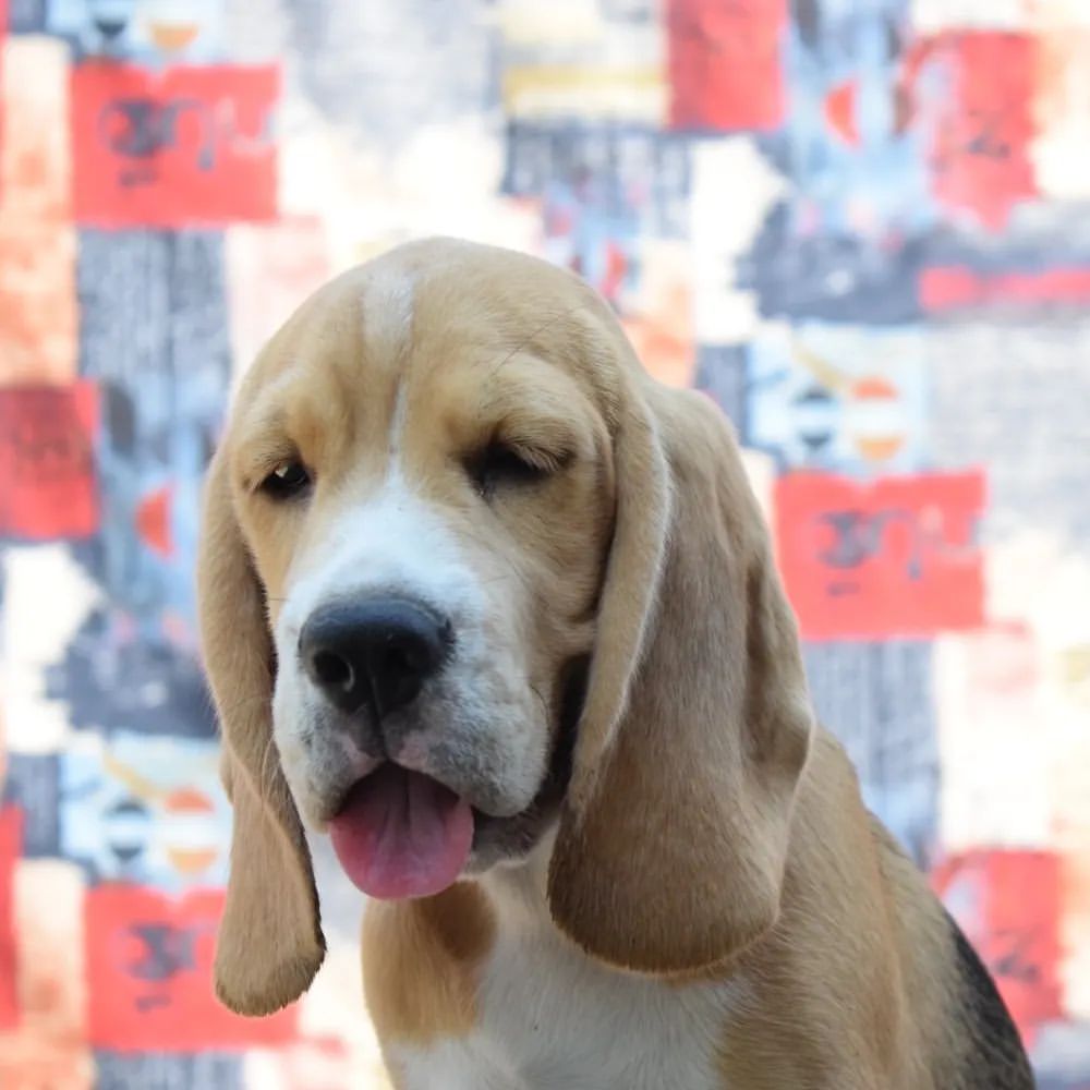 anjenland_kennel в LOOKY — фото 7