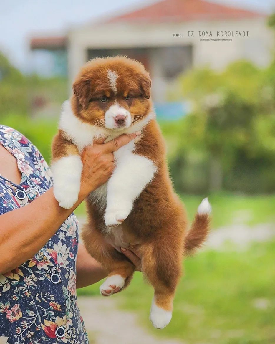 iz_doma_korolevoi_kennel в LOOKY — фото 2