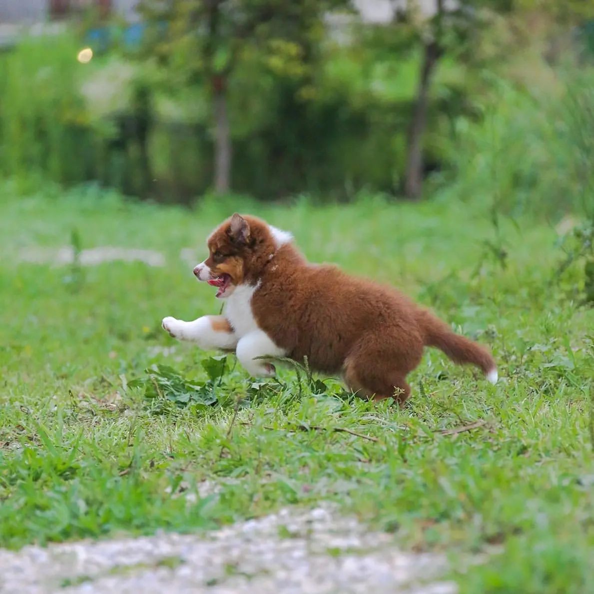 iz_doma_korolevoi_kennel в LOOKY — фото 7