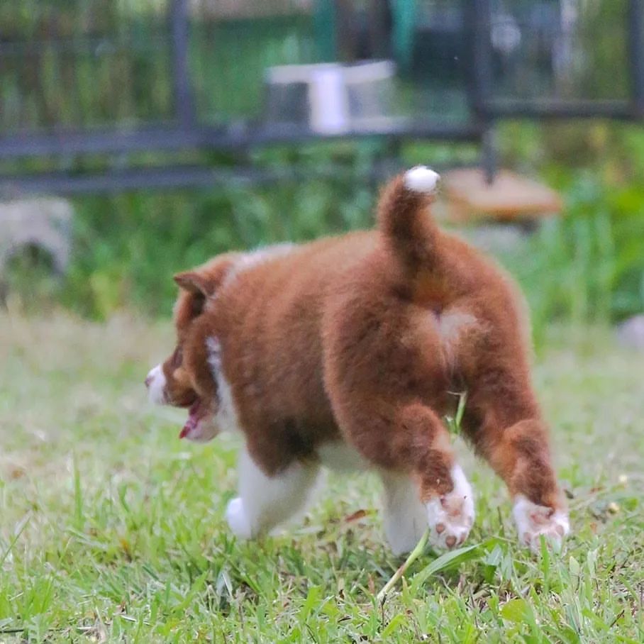 iz_doma_korolevoi_kennel в LOOKY — фото 8