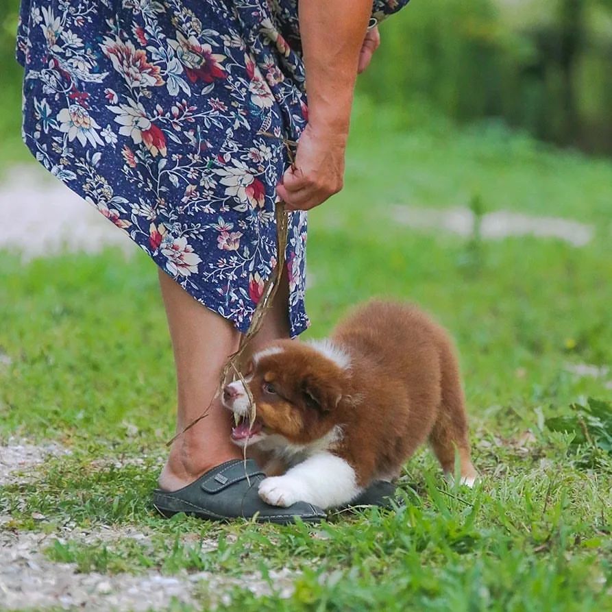 iz_doma_korolevoi_kennel в LOOKY — фото 10