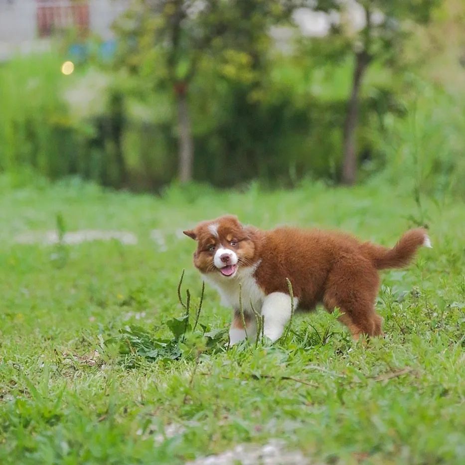 iz_doma_korolevoi_kennel в LOOKY — фото 6