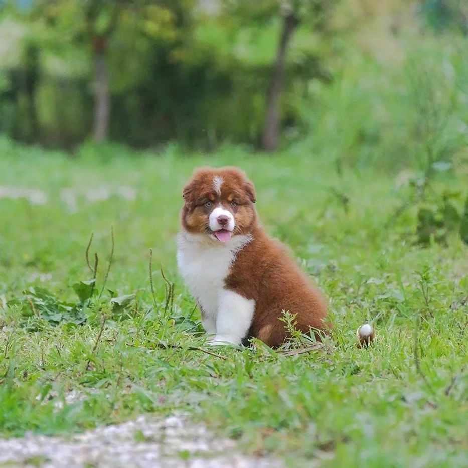 iz_doma_korolevoi_kennel в LOOKY — фото 4