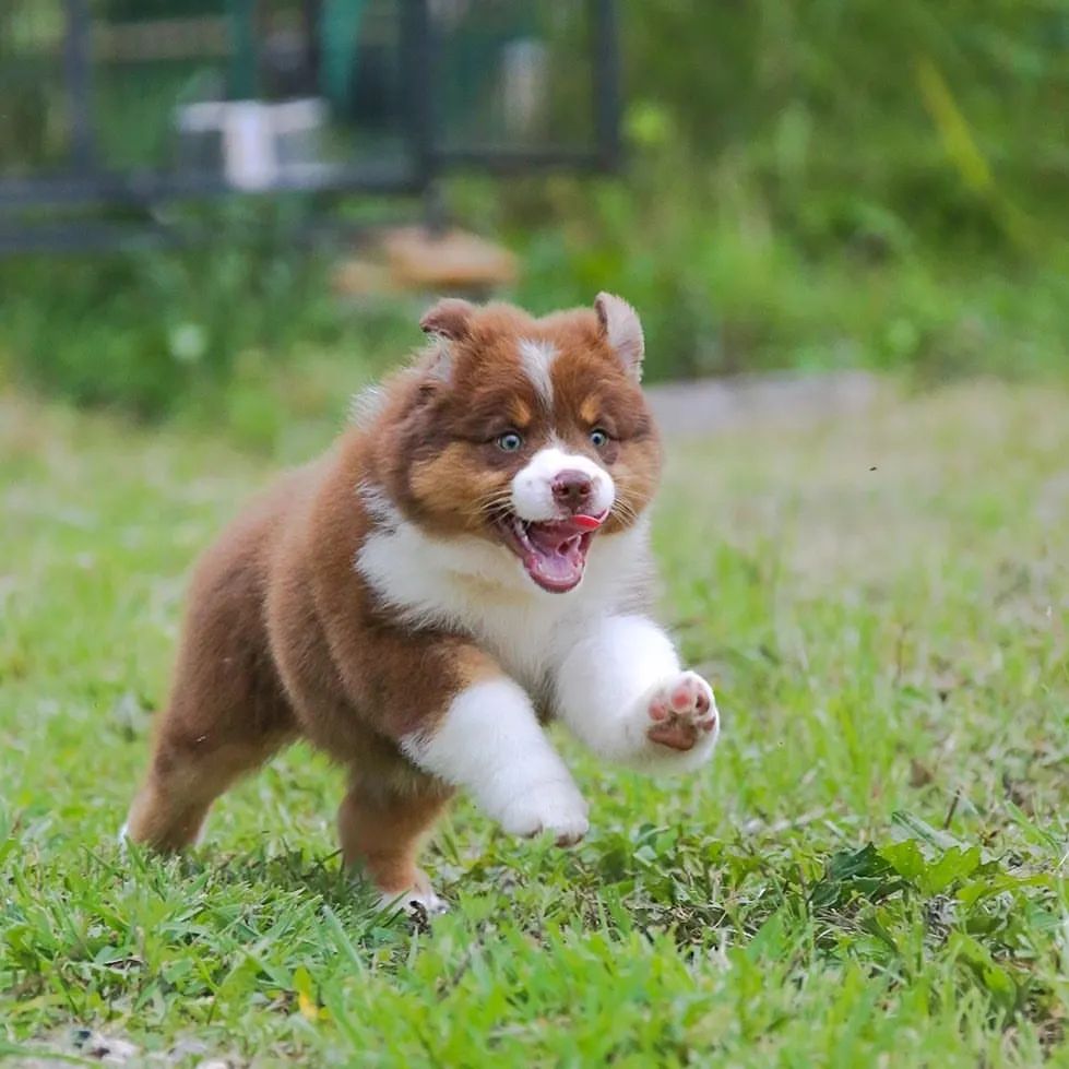 iz_doma_korolevoi_kennel в LOOKY — фото 2