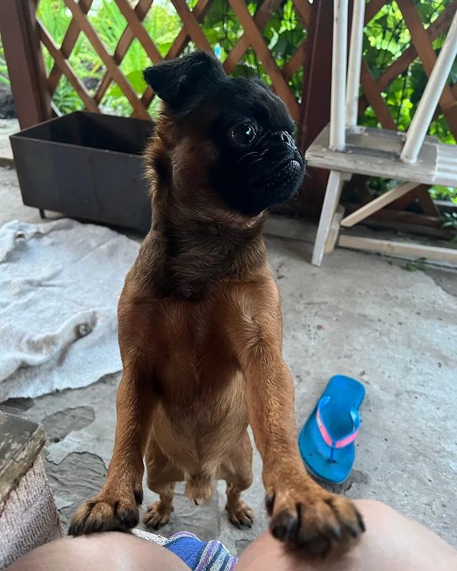 yoshik_dog в LOOKY. . Последний месяц лета...