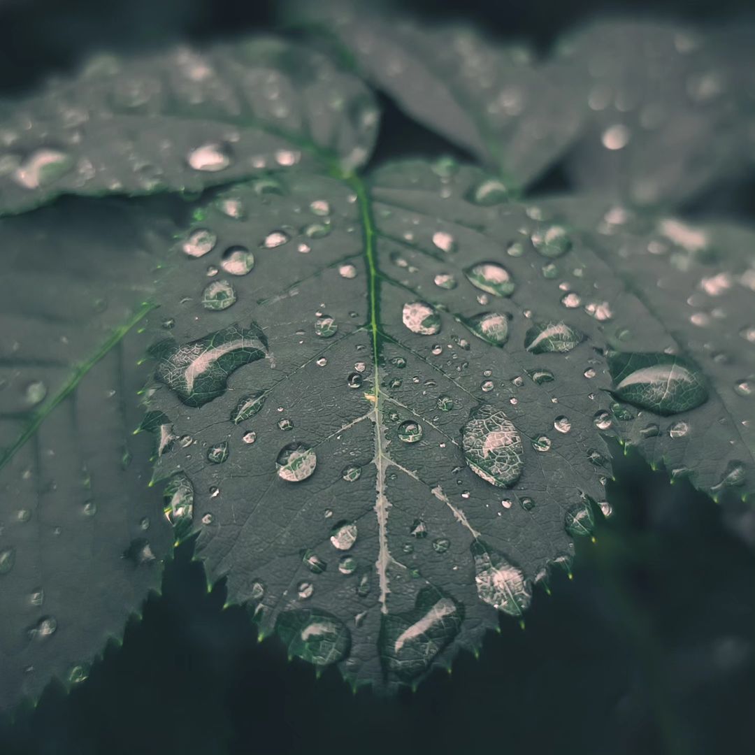 deus.nature в LOOKY — ｐｌｕｖｉａ
