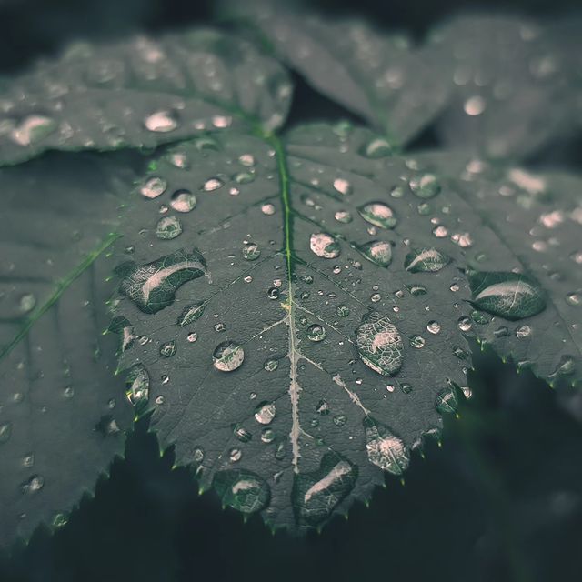 deus.nature в LOOKY. . ｐｌｕｖｉａ