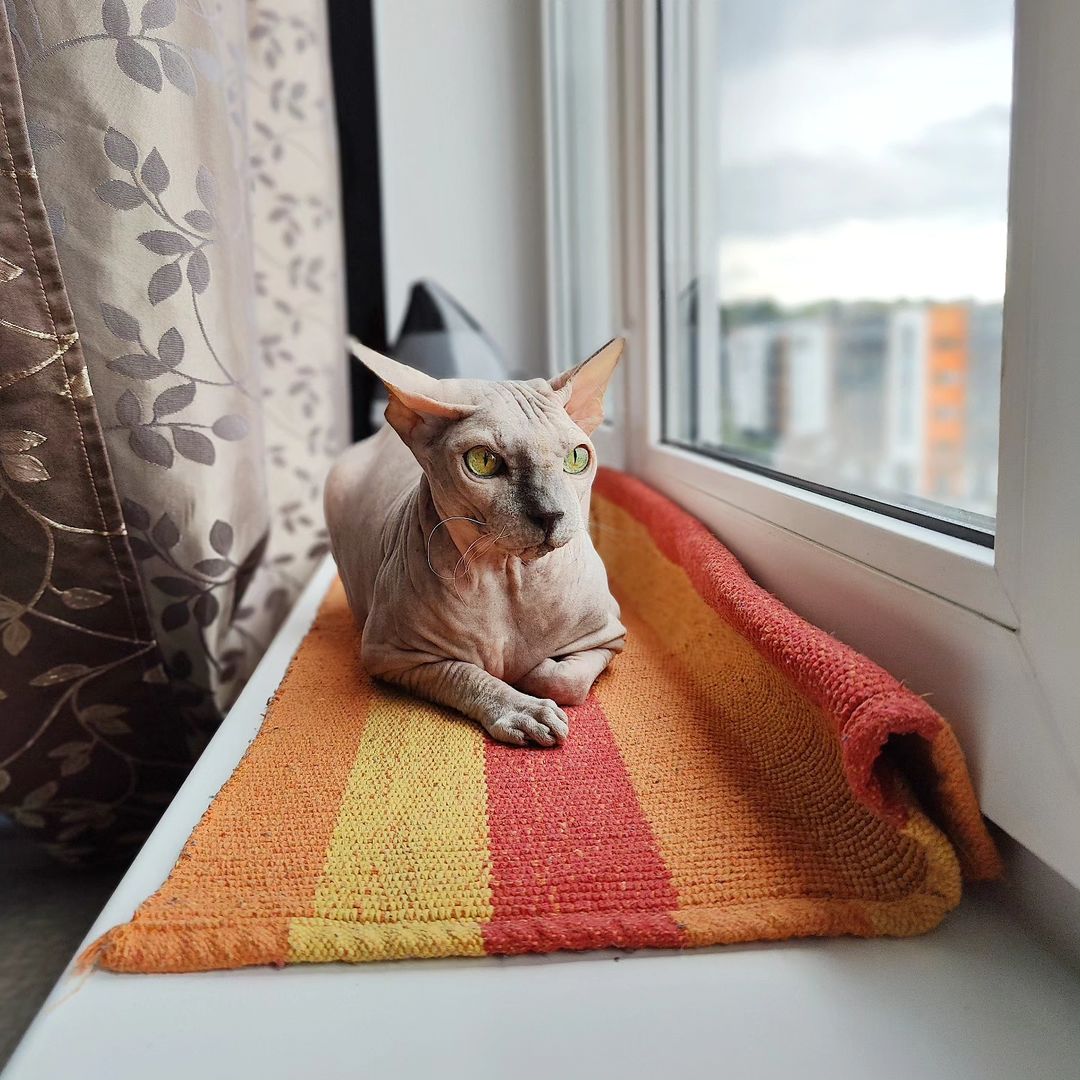 eva_sphynx_cat в LOOKY — фото 5