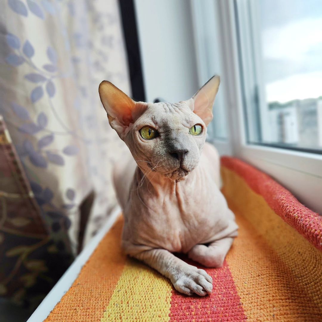 eva_sphynx_cat в LOOKY — фото 3