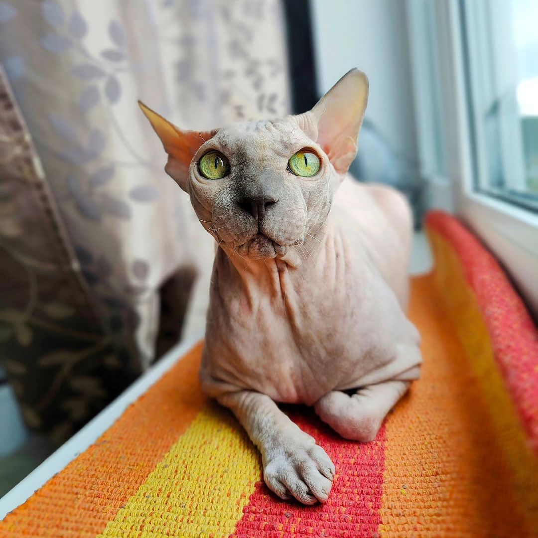 eva_sphynx_cat в LOOKY — фото 2