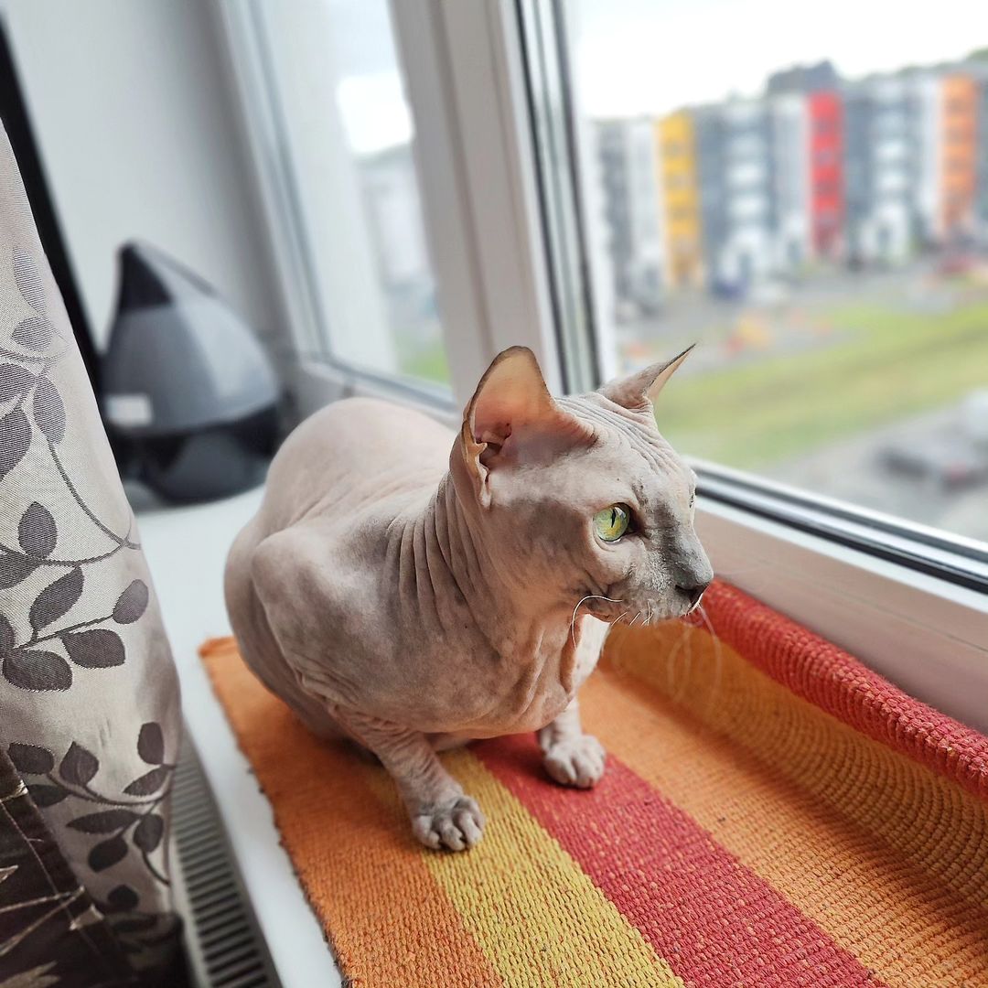 eva_sphynx_cat в LOOKY — фото 4