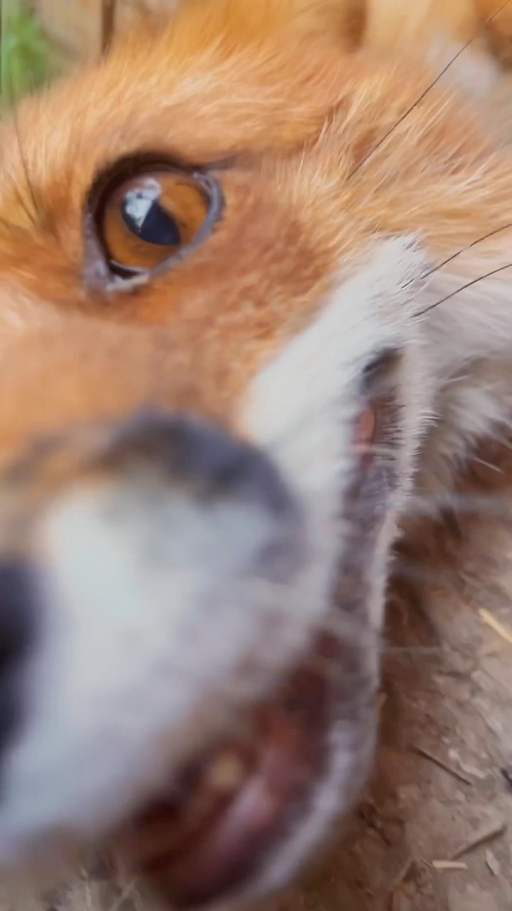 myfoxfamily in LOOKY. . Ничего не слышно, за...