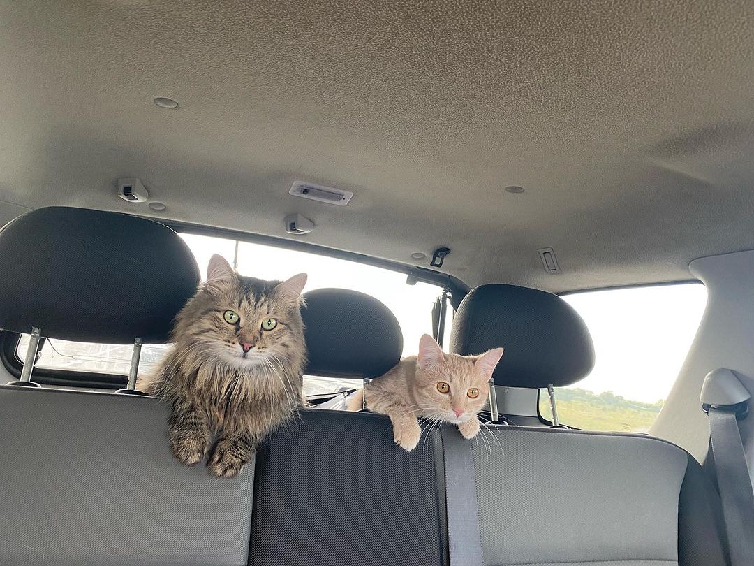 На дачу едут😂😀👍👌#котдругчеловека