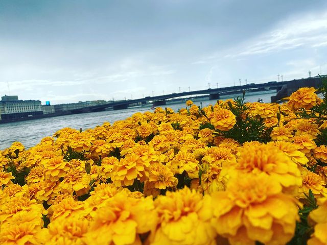 rsteplife в LOOKY. . null