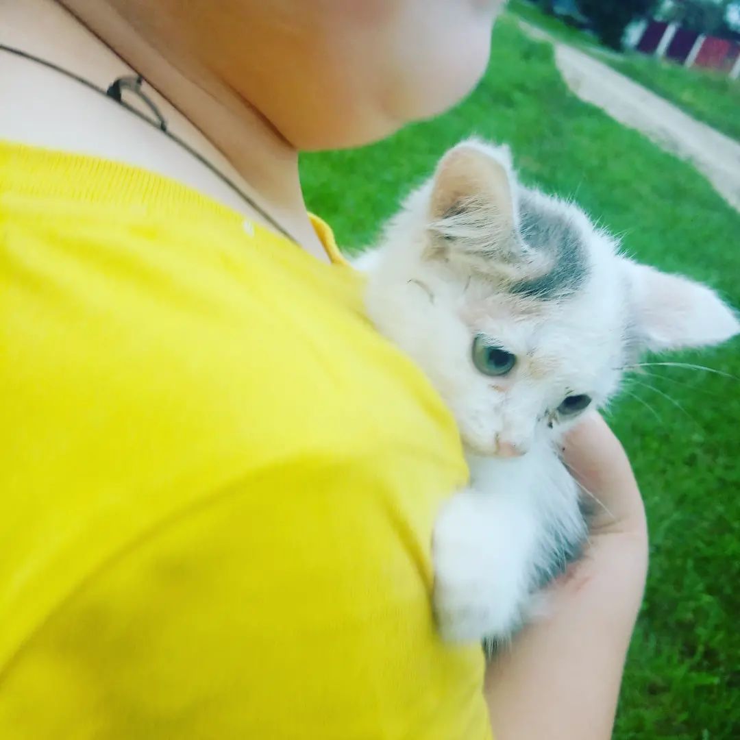 kristi.sergevna в LOOKY. . 🐈🐱Как у нас появил...