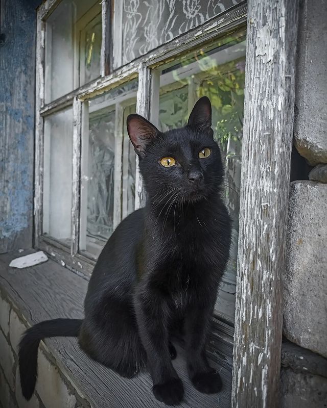 yanchikk101 в LOOKY. . Тимону не скучно в д...