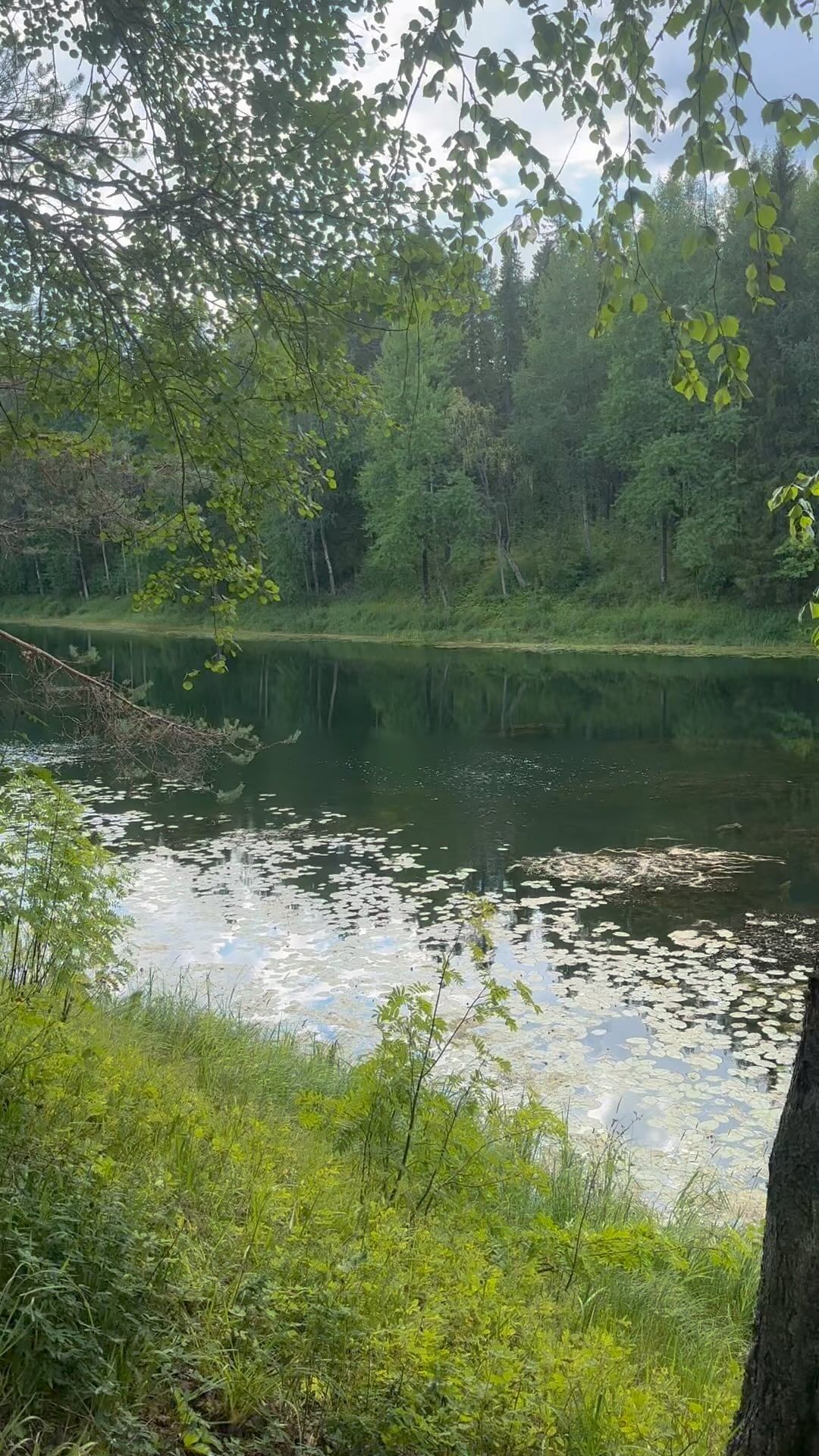 lenochek_nik87 в LOOKY. . 💚☀️🌿🌳