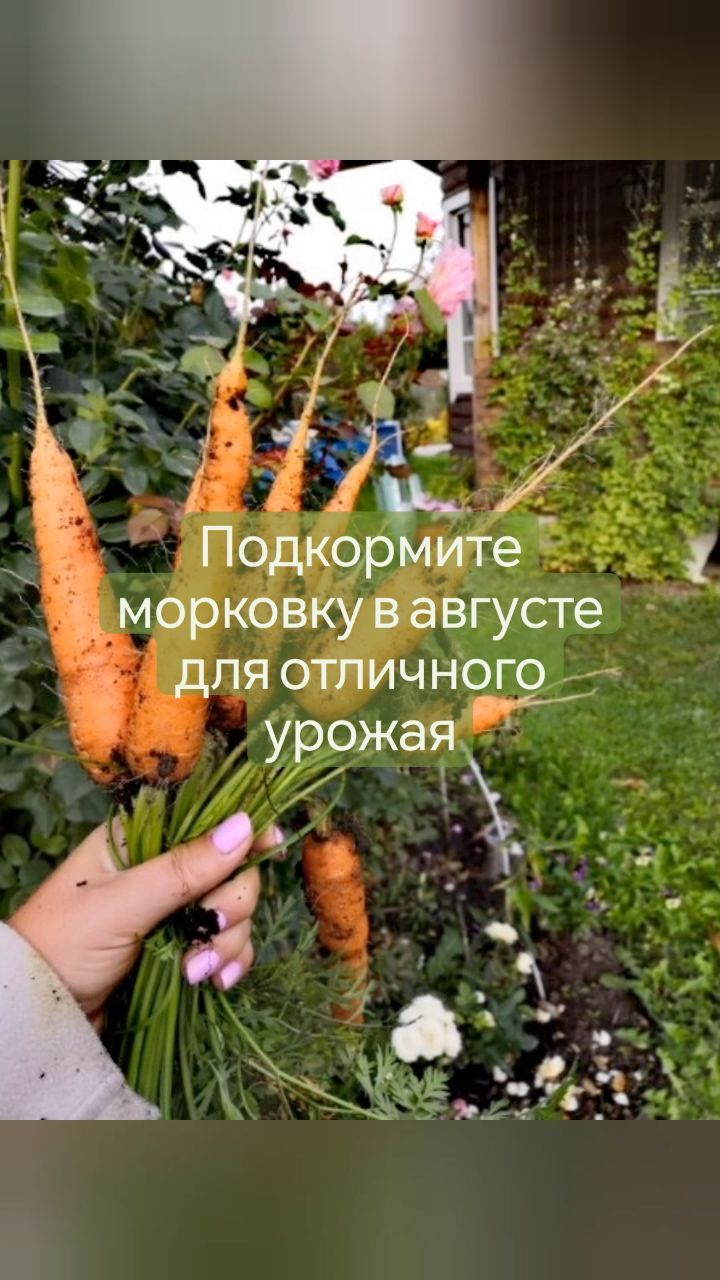 missisvaflia в LOOKY. #морковь,#подкормка,#королеваосени,#удобрения,#урожай,#огородники,#огород,#витамины,#грядка,#нагрядке,#борнаякислота,#вкусно,#большаяморковь,#сочнаяморковь,#урожай,#мойурожай,#дача,#надаче,#фазенда. 📌ПОДКОРМКА МОРКОВИ ...