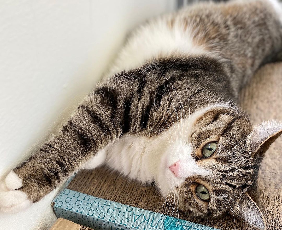 marsik_cat_playful в LOOKY — Meow #meow #relax #summer