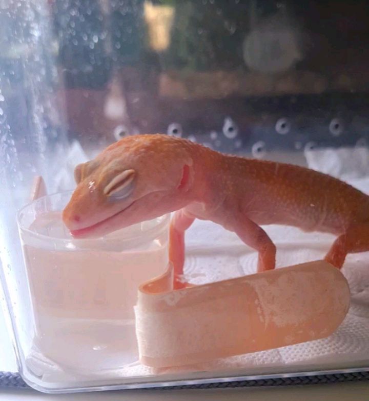 ola.come.va в LOOKY. #апельсинанаша🦎. Наша девочка идёт на...