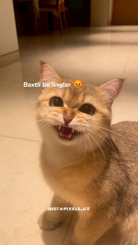 pixels_uz в LOOKY. #uzbekistan,#liketime,#love,#heart,#tashkent,#darkvideo,#instazvezda,#telegram_yulduzlari,#tashkent🇺🇿,#xayot,#aforizm,#liketime,#tiktok,#trend,#comment,#wensday,#top,#cat,#status,#топ,#рек,#рекомендации,#instazvezda,#rek,#sevgi,#xiyonat,#hayot,#motivation,#business,#armon,#ayriliq,#reels. Nma shunaqasilar qiz...