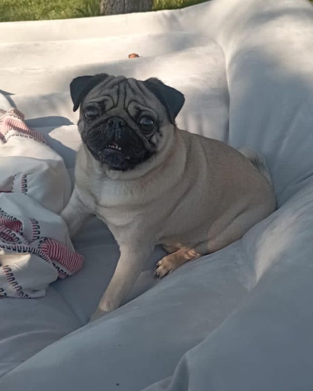 alethepug в LOOKY. #мопсикиклопсики,#мопсикитакиемопсики,#мопсыинстаграма,#мопсымосквы,#мопсы,#мопсэль,#pugsoftheweek,#pugsofinstagram,#pugsnotdrugs,#pugstagram,#pug,#pugs,#pugloversclub🐶,#puglovers,#puglife🐾. Пока Ма сидит в душн...
