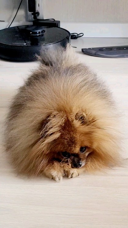 zubareva.marish в LOOKY. #pom,#pomeranians,#pomeranian,#pomeranianshihtz,#shpitz,#померанскийшпиц,#шпиц. #pom #pomeranians #p...