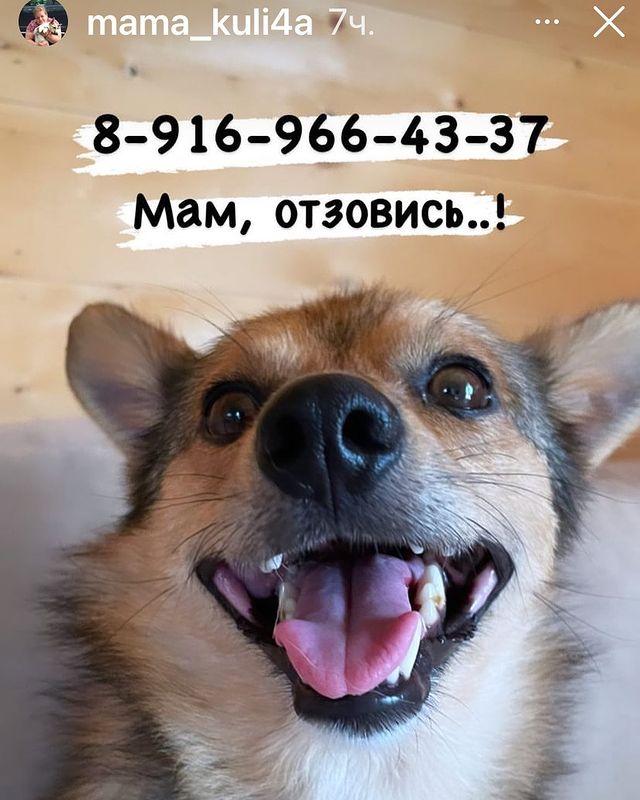 martyns_family в LOOKY. . Чудесный малыш Перчи...