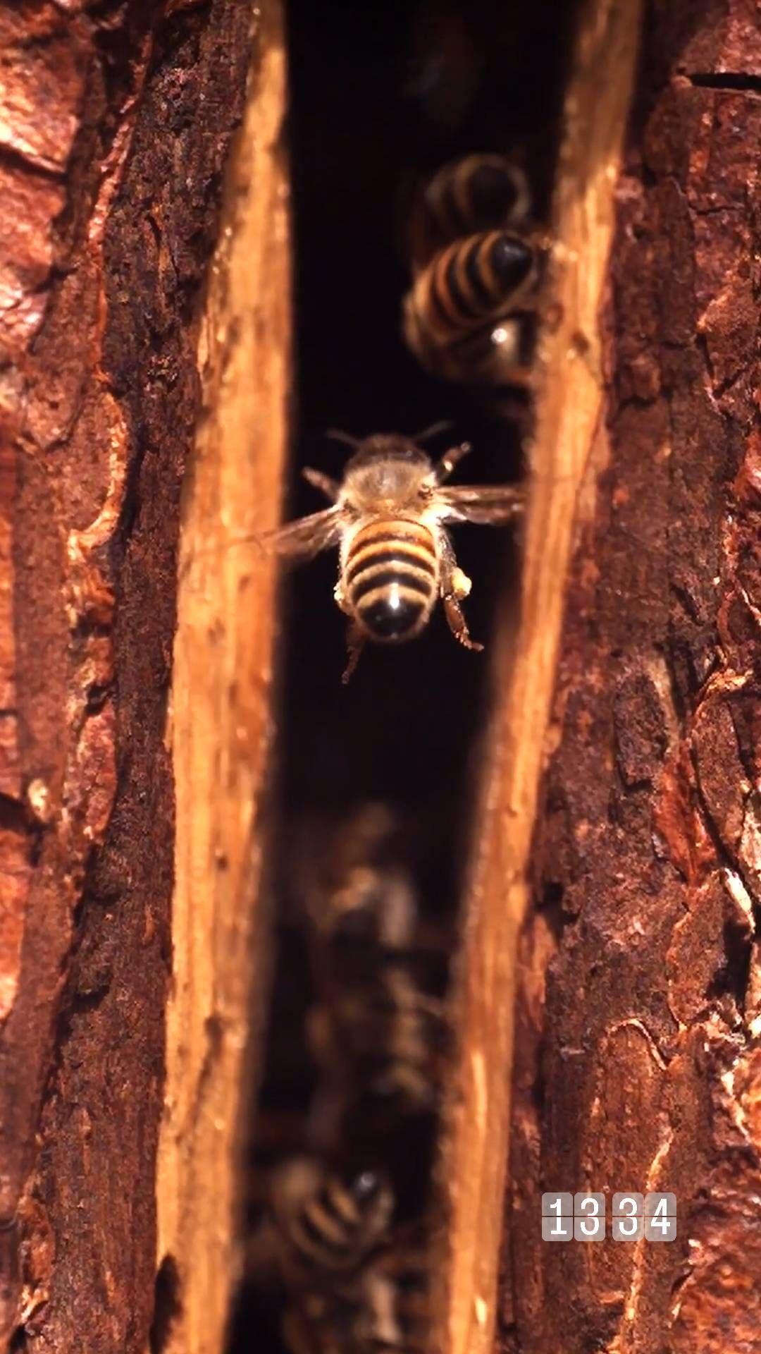 lina_medovaya_69 в LOOKY. . null