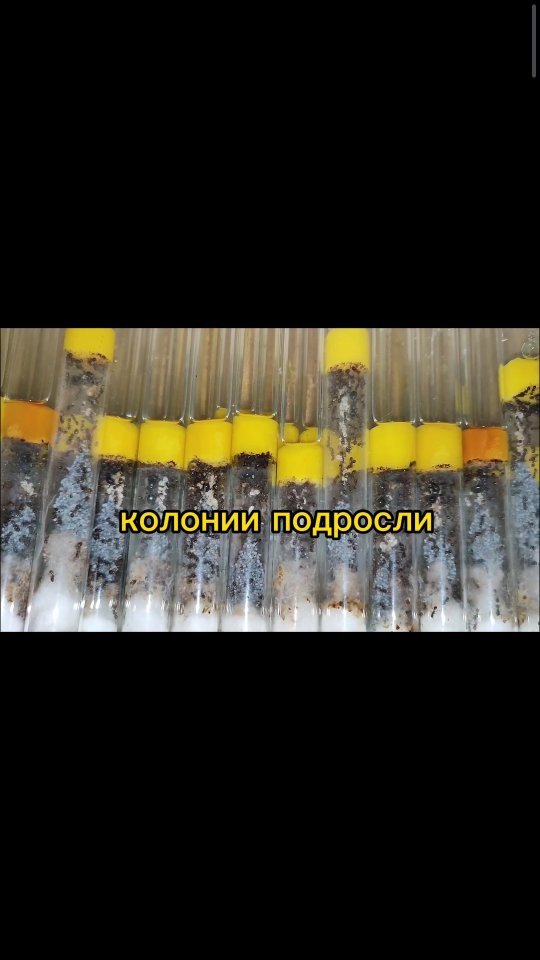 ant_happy_27 в LOOKY. . Сегодня провели реви...