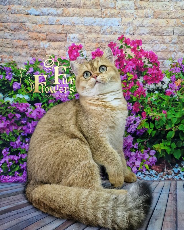fur_flowers_cats в LOOKY. . Tutsi Fur Flowers 💚...