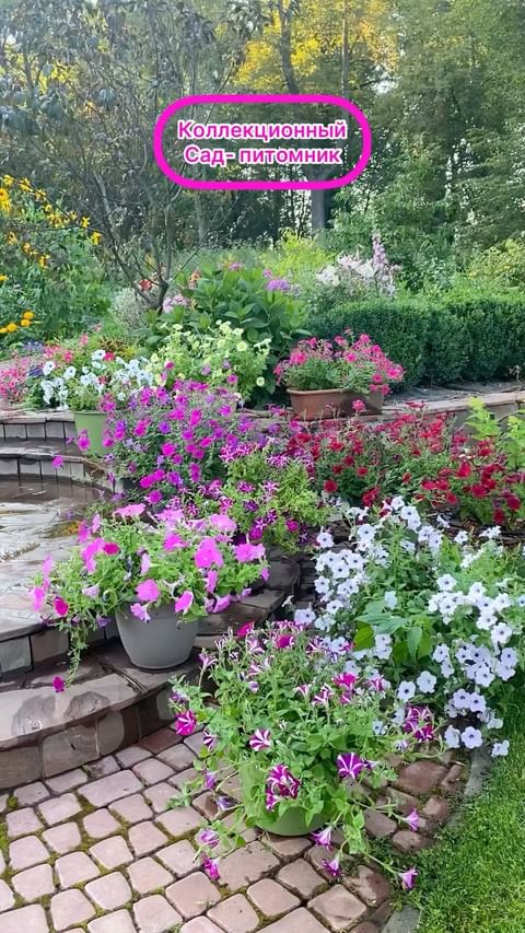 my_garden_every_day в LOOKY. . Публикую в Телеграм....