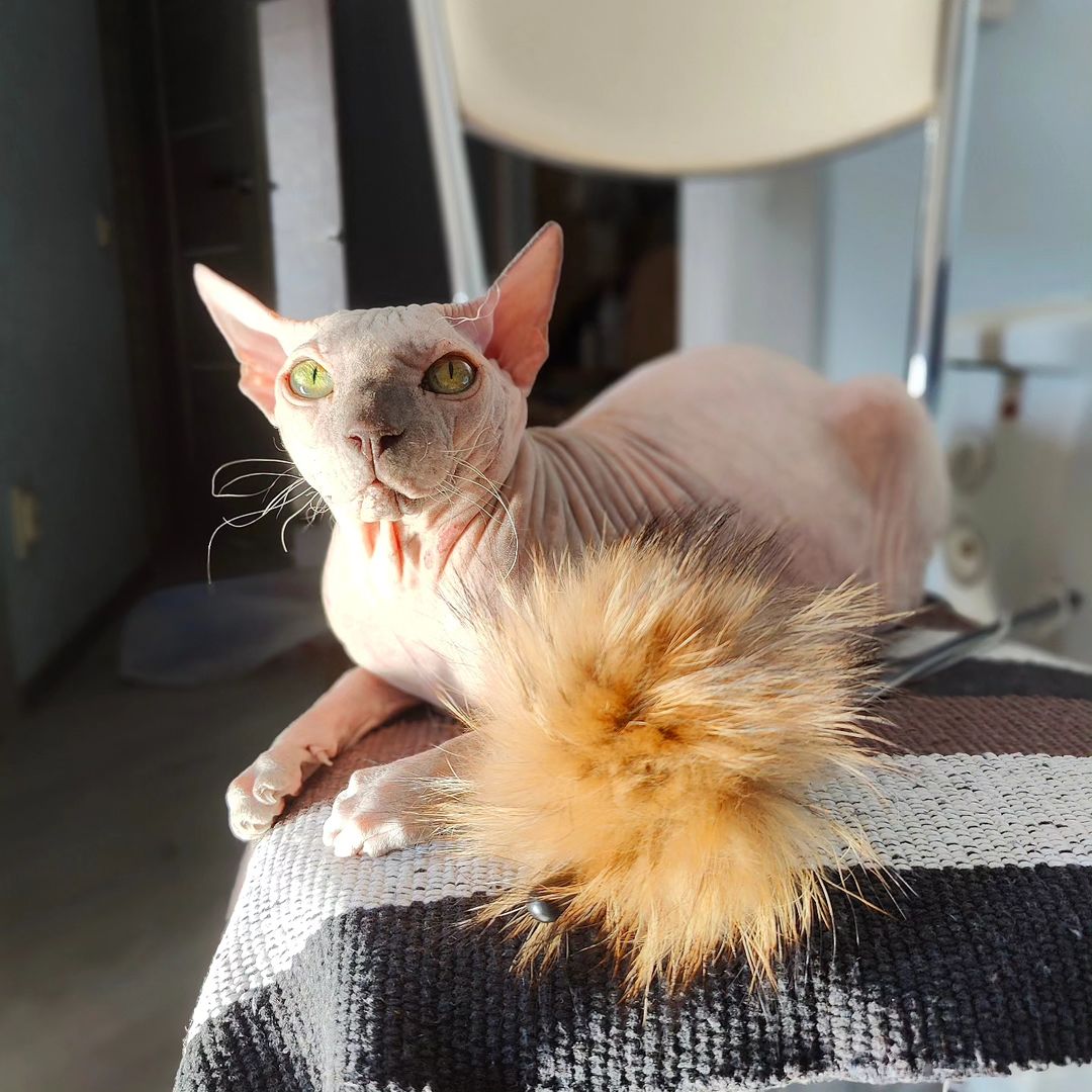 eva_sphynx_cat в LOOKY — фото 2