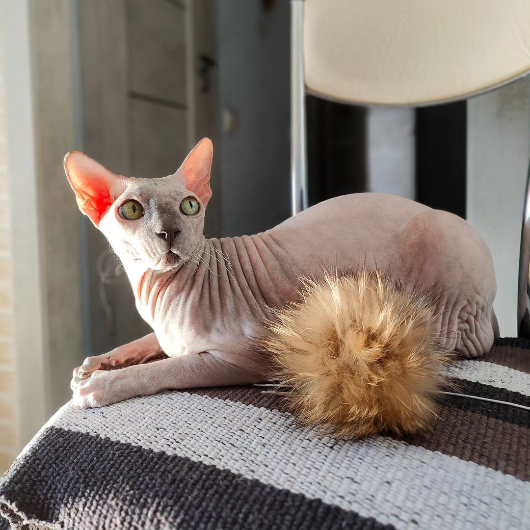 eva_sphynx_cat в LOOKY — фото 3