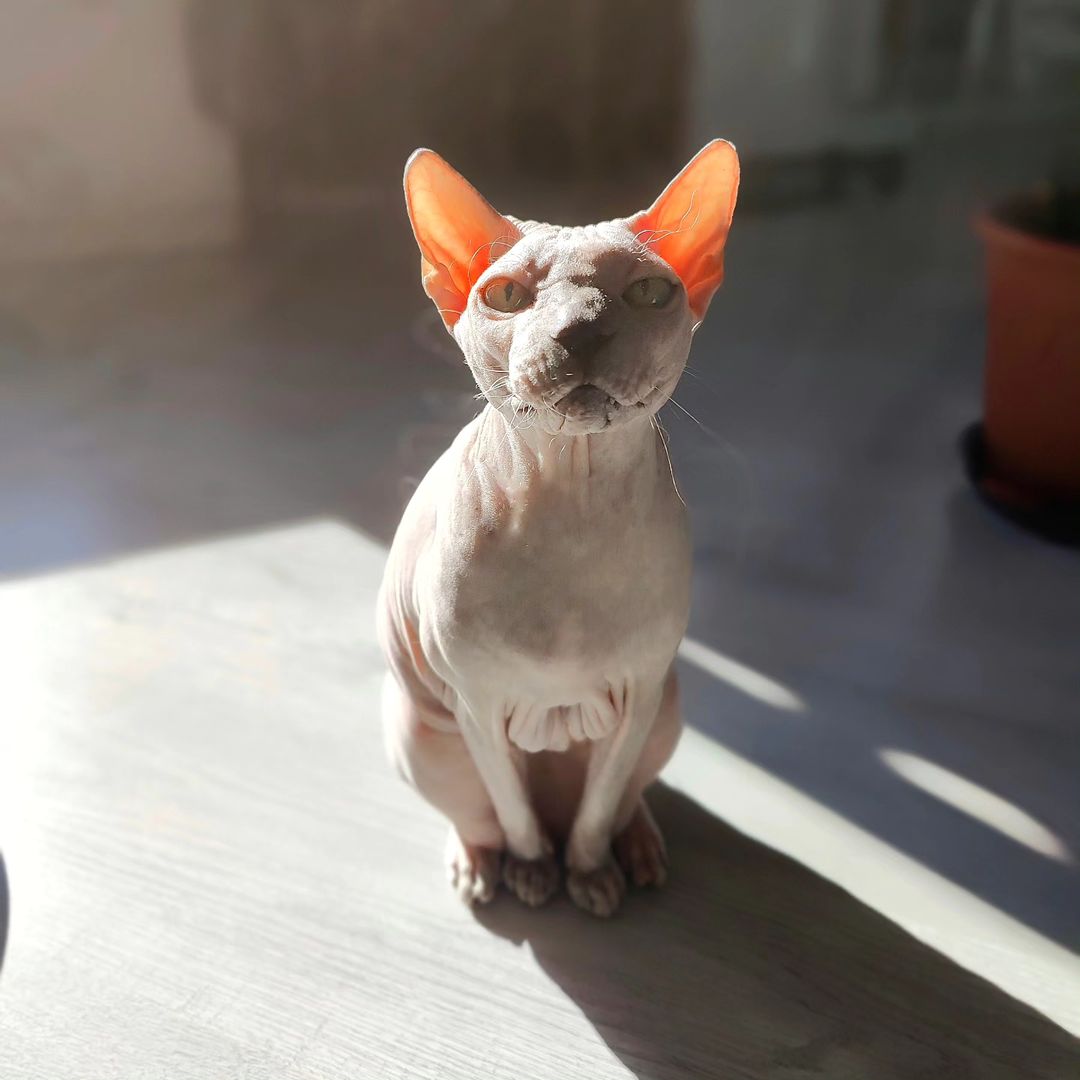 eva_sphynx_cat в LOOKY — фото 4