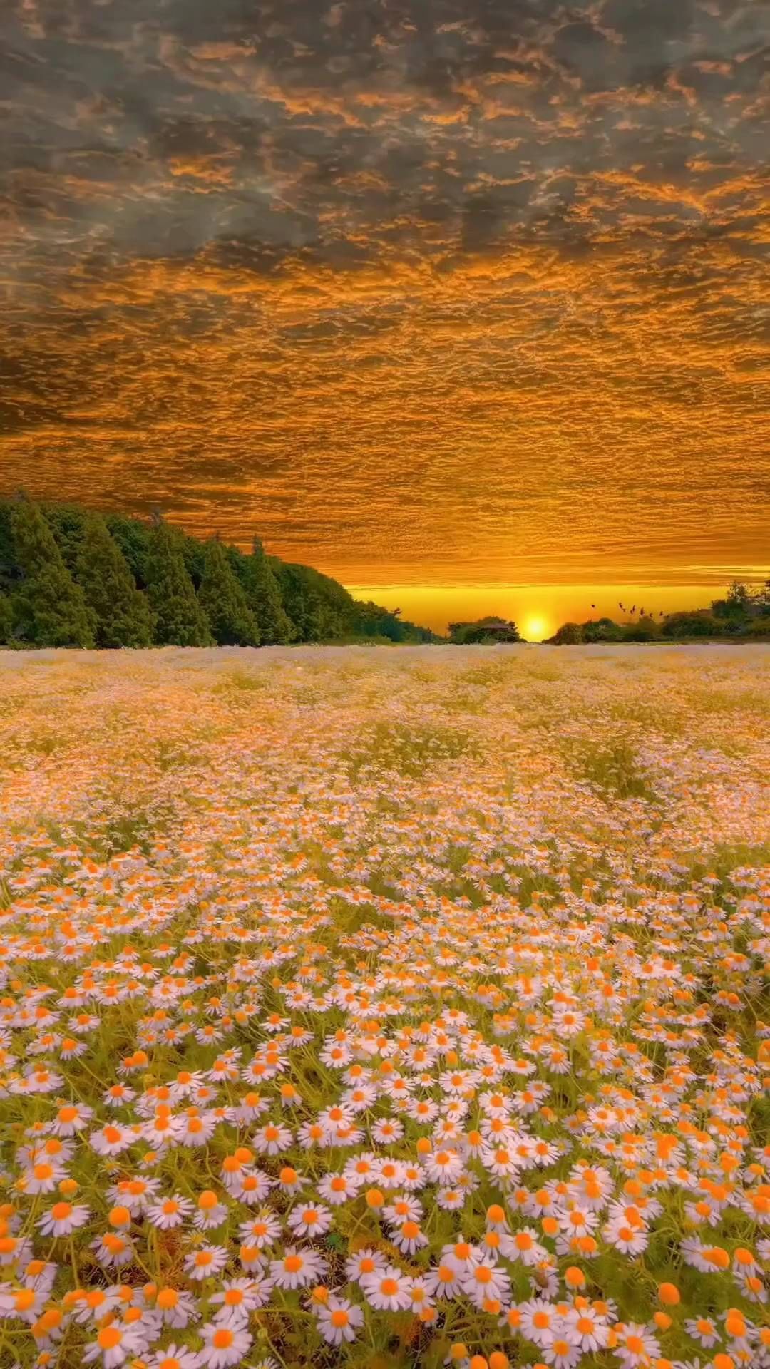 _sunsetify_ in LOOKY. #sunsetlover,#sunsetsaremagic,#sunsetvibes,#sunsetcolors,#goldenhour,#naturelovers,#skylovers,#sunsetgram,#sunsetbeauty,#sunsetshots,#sunsetcaptures,#beautifulsunset,#sunsetparadise,#sunsetsofinstagram,#sunsetskies,#naturephotography,#instasunset,#sunsetloversgram,#sunsetheaven,#sunsetview,#sunsetlovergram,#sunsetmagic,#sunsetinspiration,#sunsetgoals,#sunsetaddict,#sunsetwatch,#skyphotography,#sunsetloversunite,#sunsethunters,#sunsetspecial. #sunsetlover #sunset...