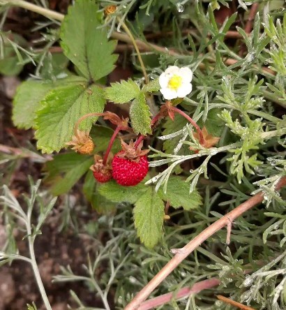 maria_iordanidy в LOOKY. . null