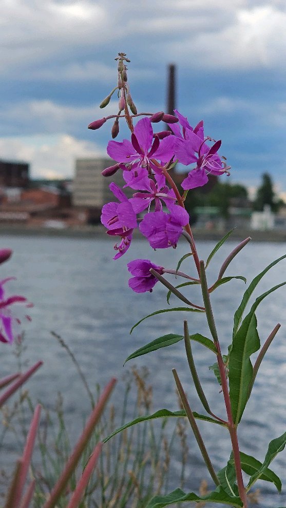 deus.nature в LOOKY. . null