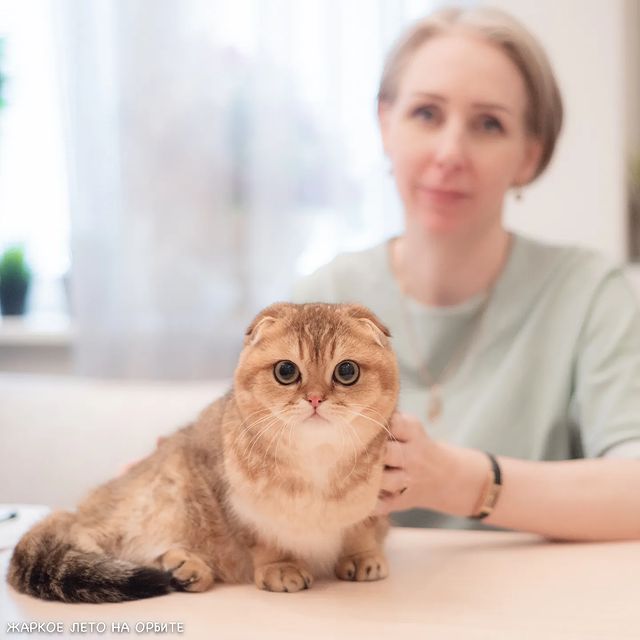 cats_calling в LOOKY. . "Жаркое лето на Орби...