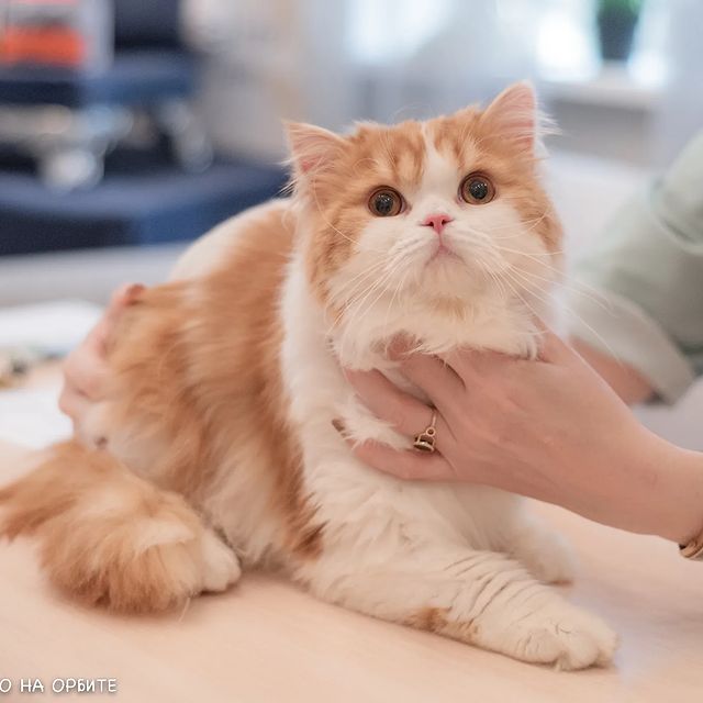 cats_calling в LOOKY. . "Жаркое лето на Орби...